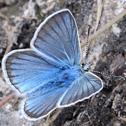 Polyommatus damon